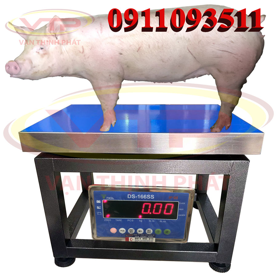 Cân-bàn-ghế-ngồi-DS-166SS-LED-Đỏ-Heo-Vạn-Thịnh-Phát