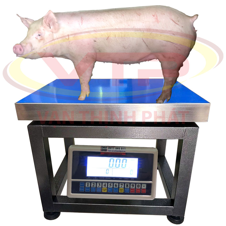 Cân-Ghế-Heo-Điện-Tử-Đầu-Cân-Đếm-Vạn-Thịnh-Phát
